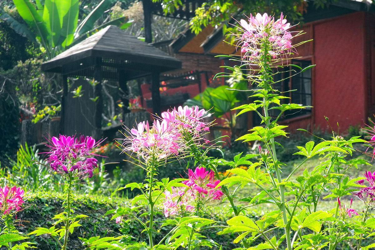 Mae Sa Valley Garden Resort Ban Mae Mae Экстерьер фото